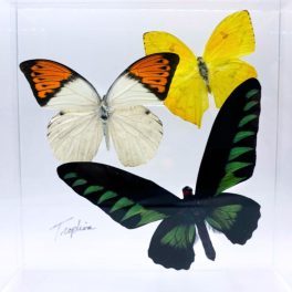 butterfly case available at On the Wing gallery in Asheville, NC