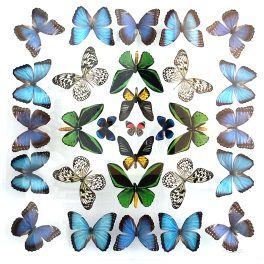 Butterfly wall hanging at On the Wing Gallery by David Trophia